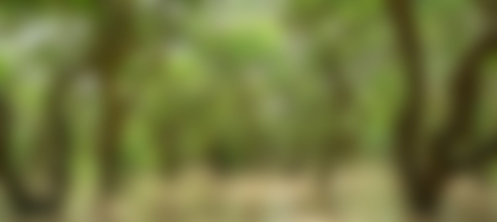 mangrove-couv.jpg